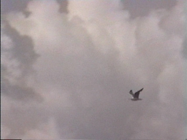 43 - VOL D'OISEAU 4.JPG